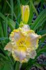 USA, Colorado, Fort Collins. Lily flower close-up. Art Print